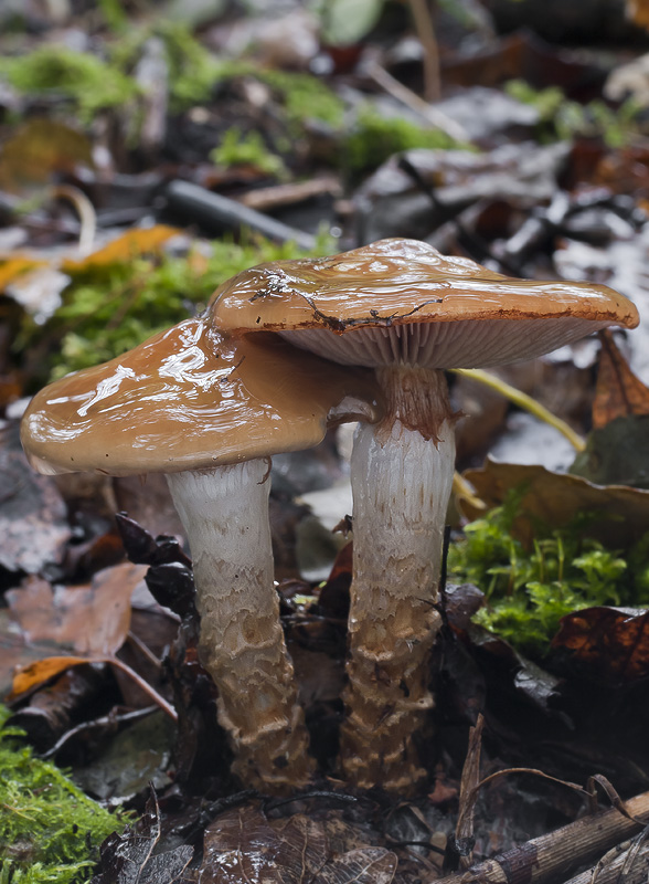 Cortinarius trivialis